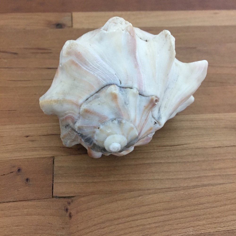 Beautiful Real Seashell - Picture 2 of 12